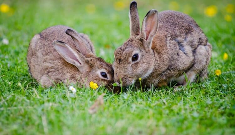 To kaniner spiser græs