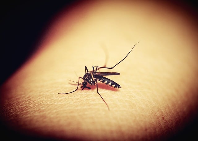 Træt af myg på børneværelset